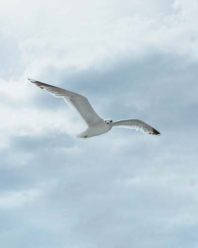 bird white bird in sky during daytime seagull