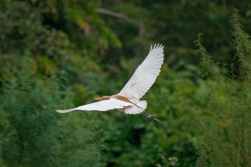 bird white bird mid air flying