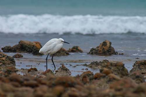 bird white bird near shore waterfowl