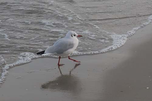 bird white bird on beach grey