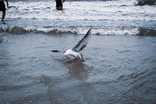 bird white bird on body of water water