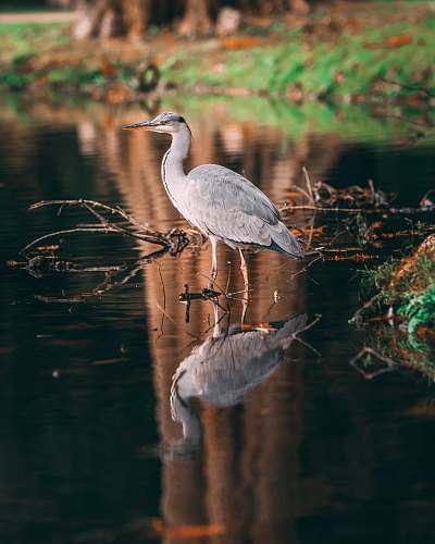 bird white bird on body of water near land outdoors