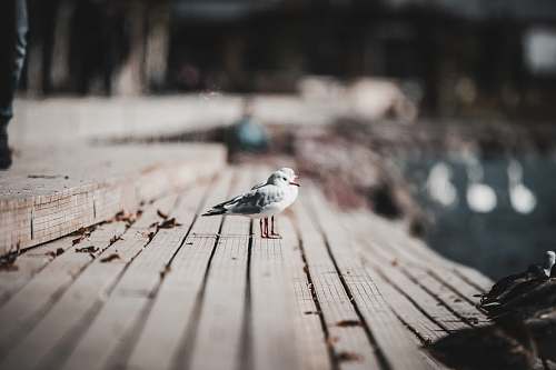 bird white bird on brown surface grey