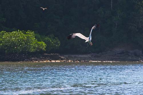 bird white bird on calm body of water flying