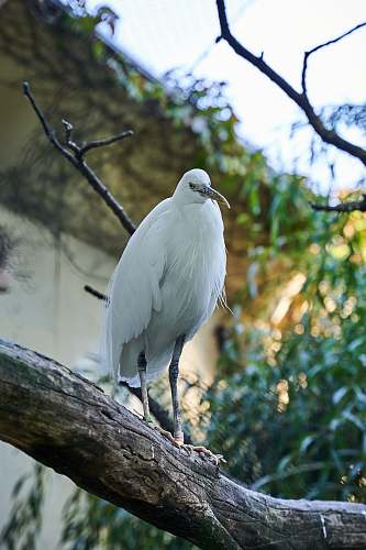 bird white bird on focus photography waterfowl