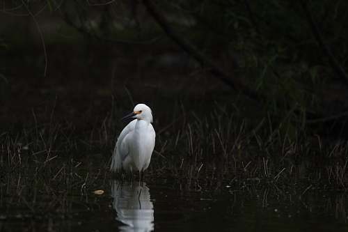 bird white bird on pond heron