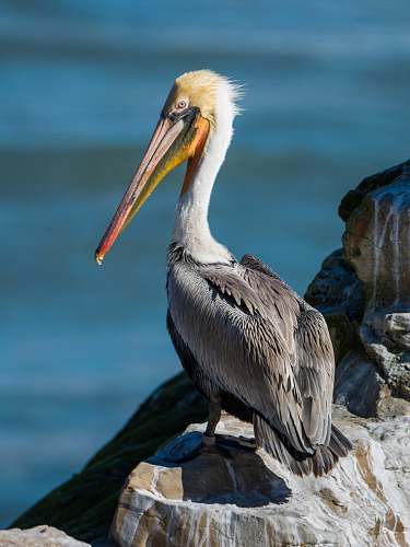 bird white bird on rock pelican