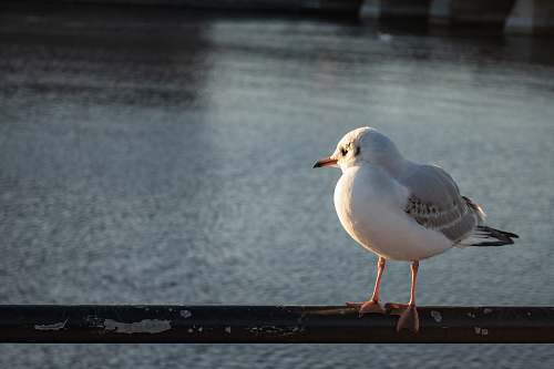 bird white bird on selective focus photography seagull