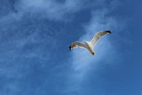 bird white bird on sky flying