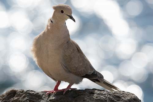 bird white bird on stone dove