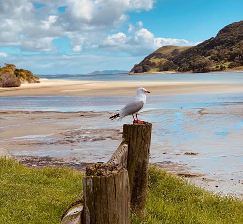 bird white bird on wood log near body of water tree stump