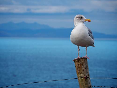 bird white bird standing on brown pole seagull