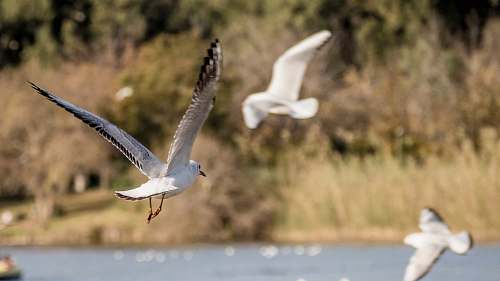 bird white birds in flight flying