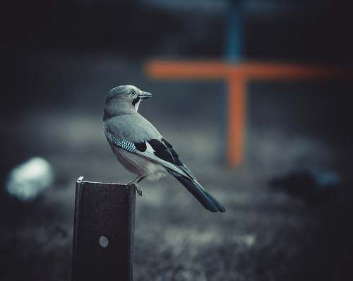 bird white breasted nuthatch bird on steel post jay