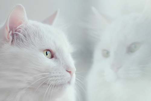 pet white cat angora