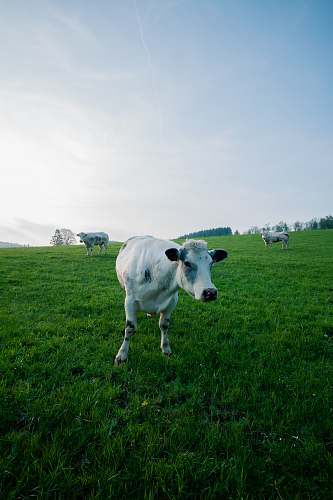 cattle white cattle on grass field cow