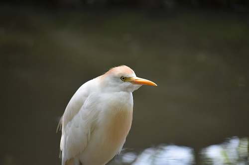 bird white coated bird ardeidae