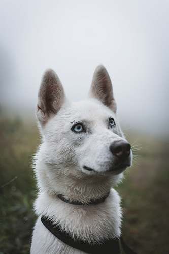 dog white dog in shallow focus photography husky