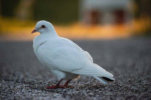 bird white dove dove