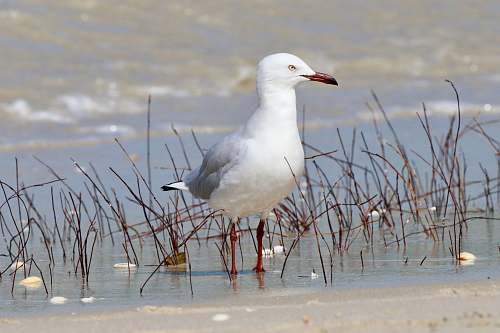 bird white dove standing in body of water nature