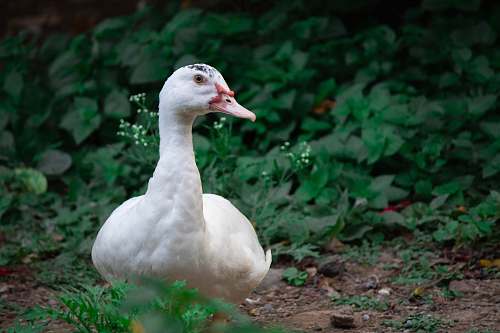 bird white duck beside plant waterfowl