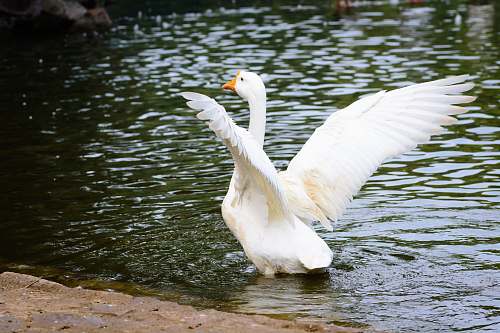 bird white duck person