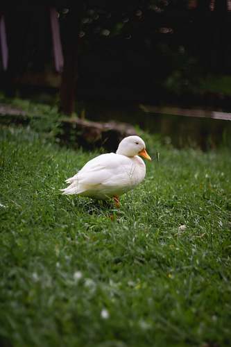 bird white duck on green grasses duck