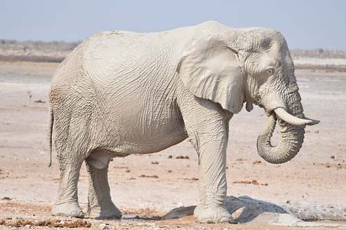 mammal white elephant standing during daytime wildlife
