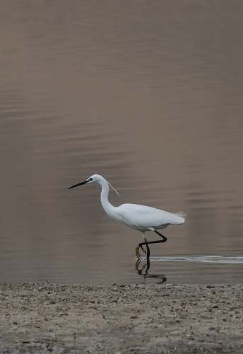 grey white flamingo on calm water ardeidae