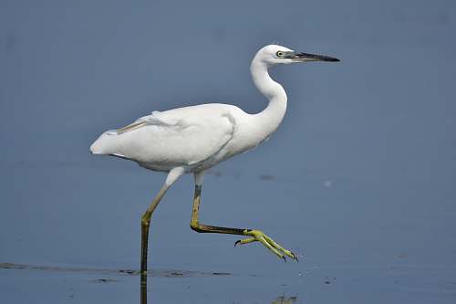bird white flamingo on water waterfowl