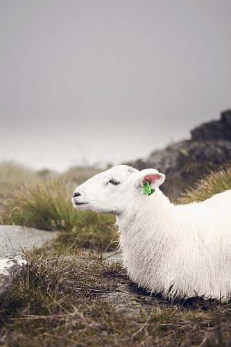 mammal white goat sheep