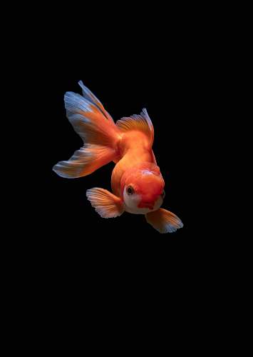 fish white gold fish goldfish