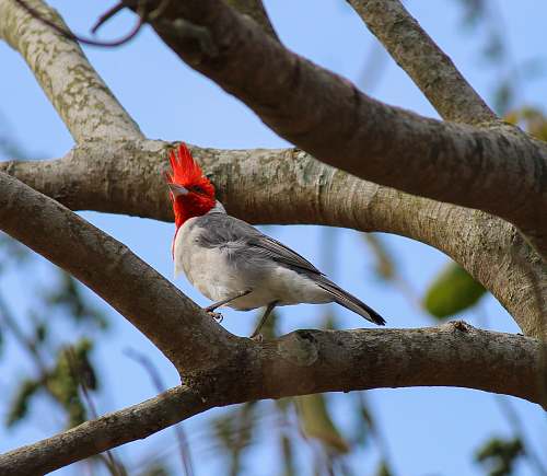 bird white, gray, and red cardinal bird on branch finch
