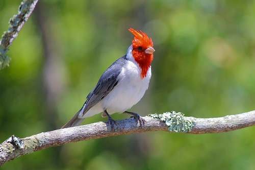 bird white, gray, and red small-beaked bird finch