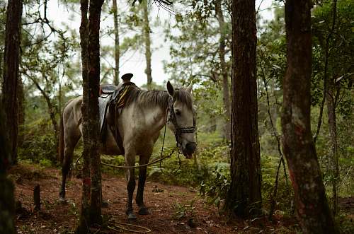 mammal white horse beside tree horse