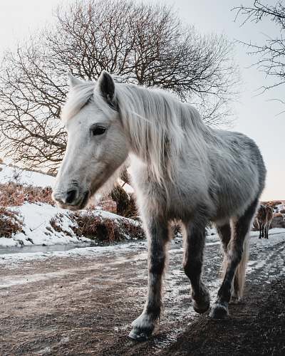 mammal white horse horse