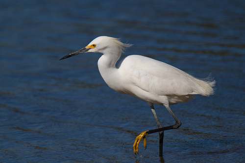 bird white Igris bird waterfowl