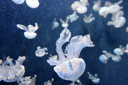 jellyfish white jellyfish sea life