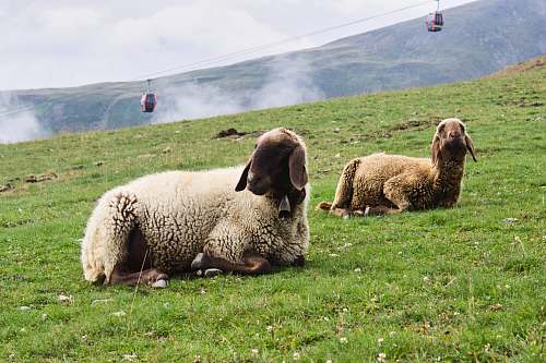 mammal white lamb sheep