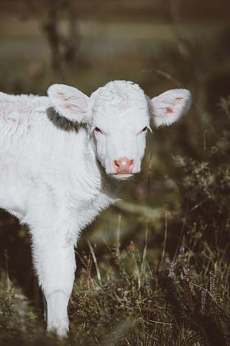 cattle white lamb on green grass calf