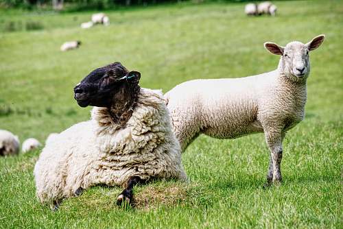 mammal white lamp sheep