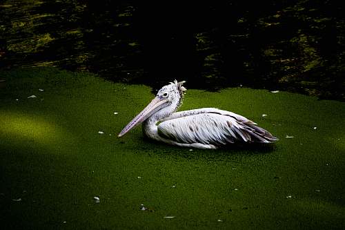 bird white long-beak bird on body of water pelican