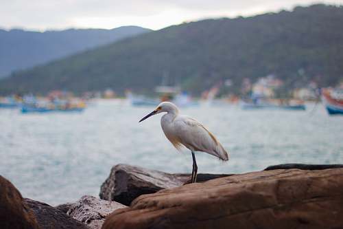 bird white long beaked bird on rock viewing calm sea waterfowl