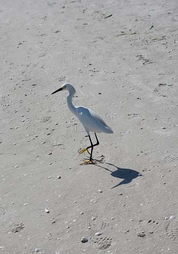 bird white long-beaked bird on sand waterfowl
