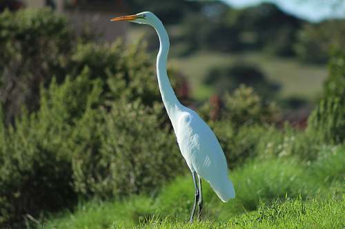 waterfowl white long-necked bird standing on grass field ardeidae