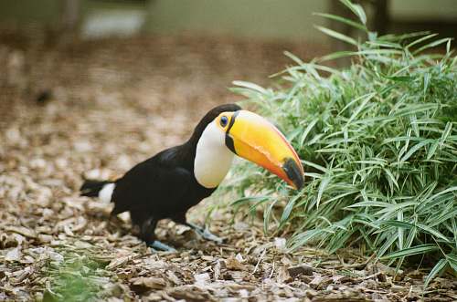 beak white, orange, and black toco toucan toucan