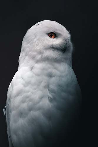 bird white owl grey