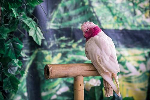 bird white parrot zoo