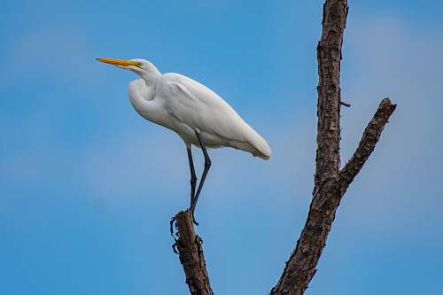 bird white pelican bird waterfowl