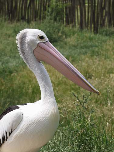 bird white pelican pelican